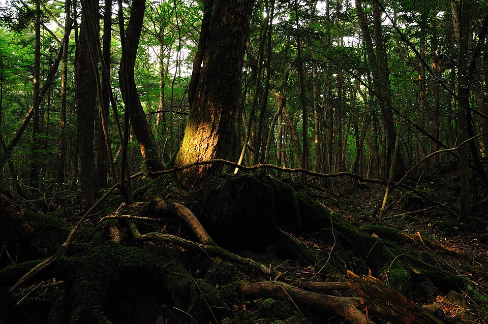 Aokigahara, the forest neighboring the abandoned Gulliver's Kingdom Japan theme park.